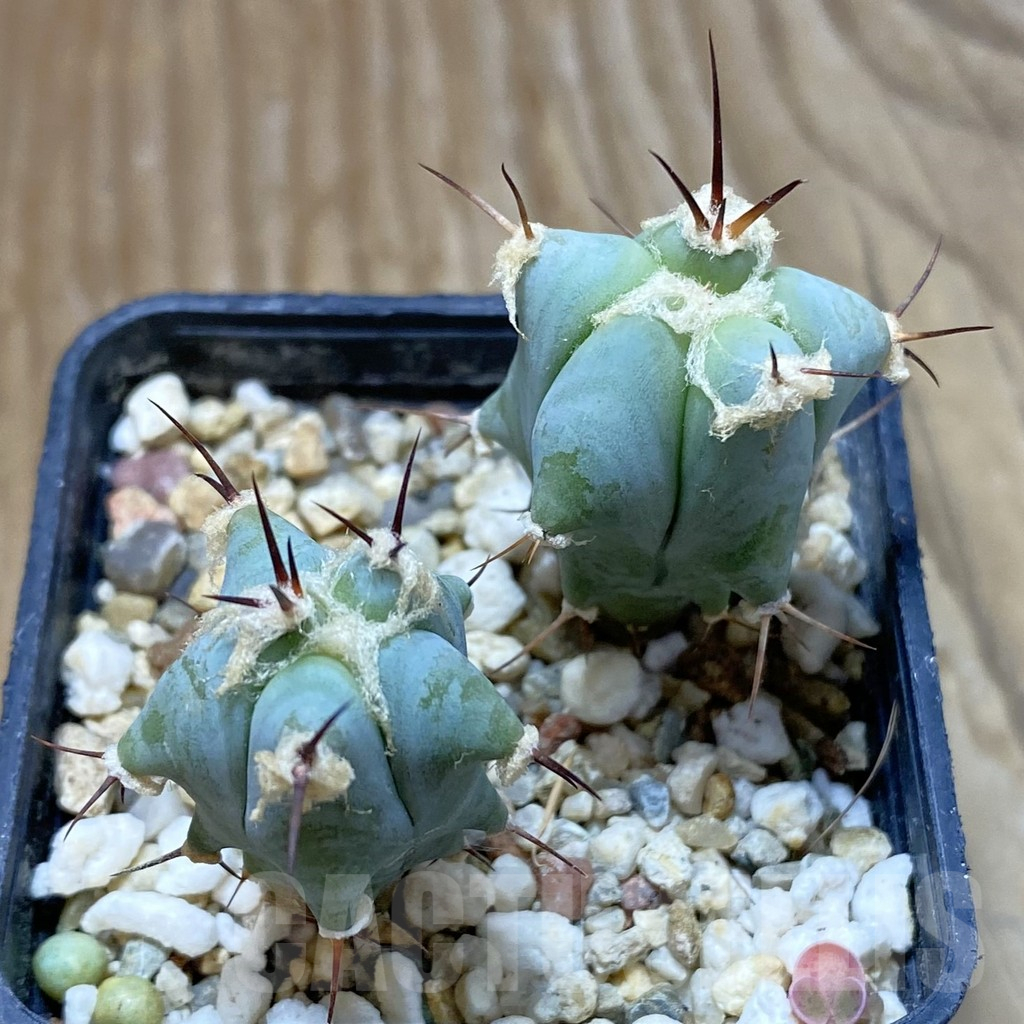 SH13732 Echinocactus platyacanthus, seedling, 2 plants