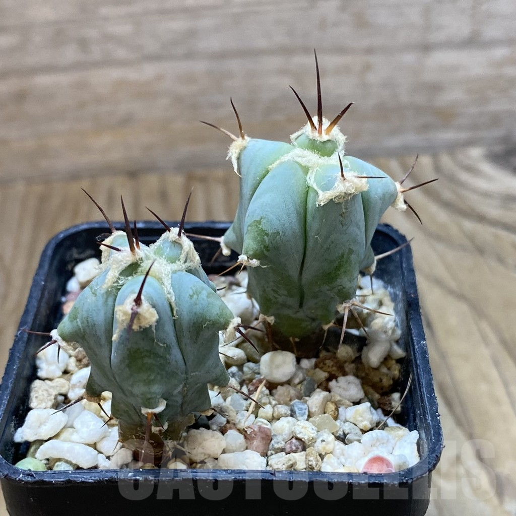 SH13732 Echinocactus platyacanthus, seedling, 2 plants - Image 2