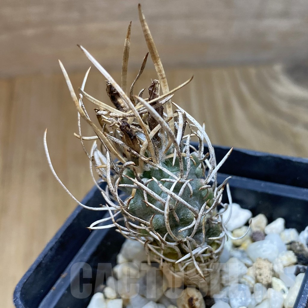 SH13734 Turbinicarpus flaviflorus