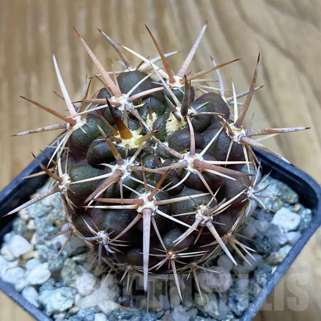 SH13735 Neoporteria curvispina v. andicola f. mollensis