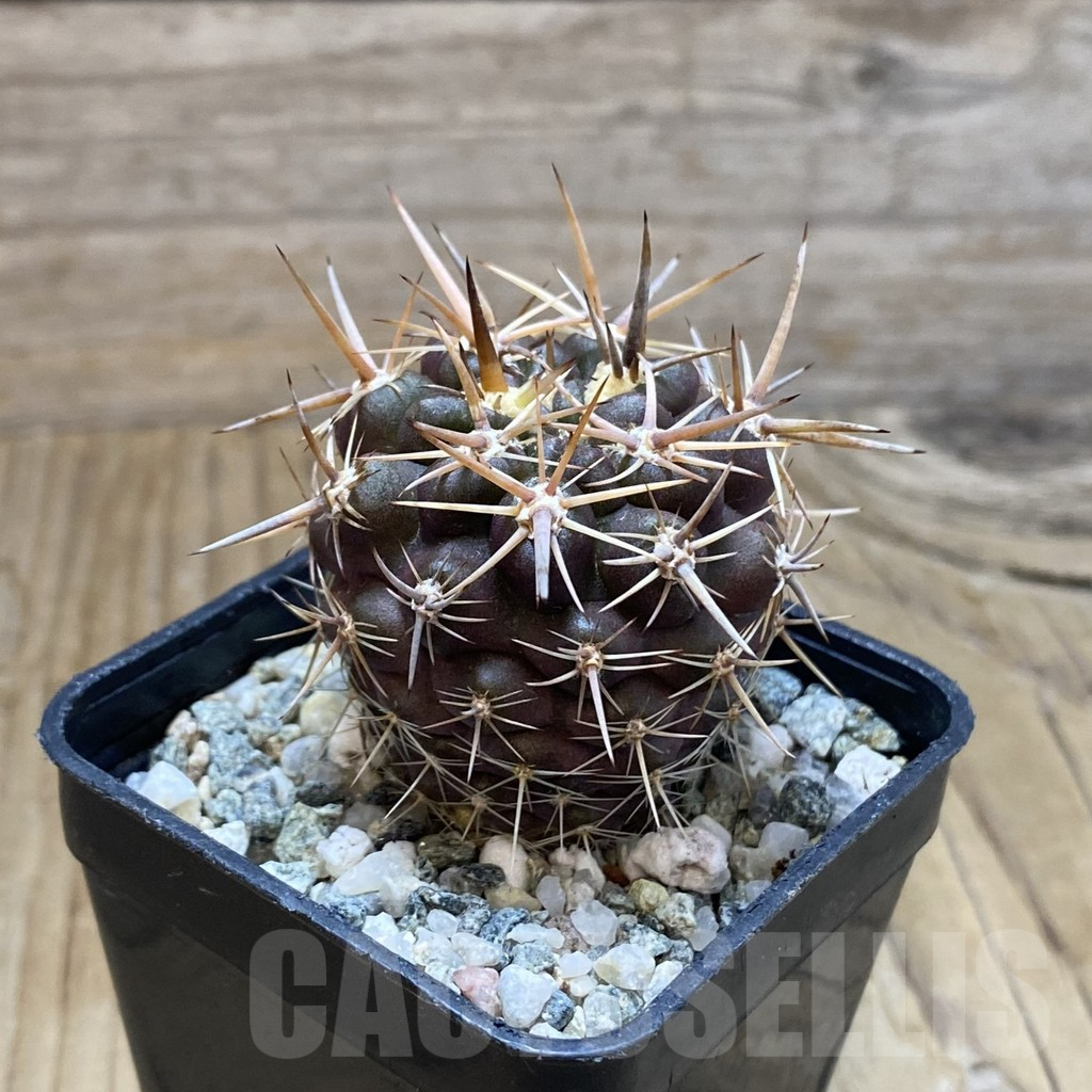 SH13735 Neoporteria curvispina v. andicola f. mollensis – Image 2