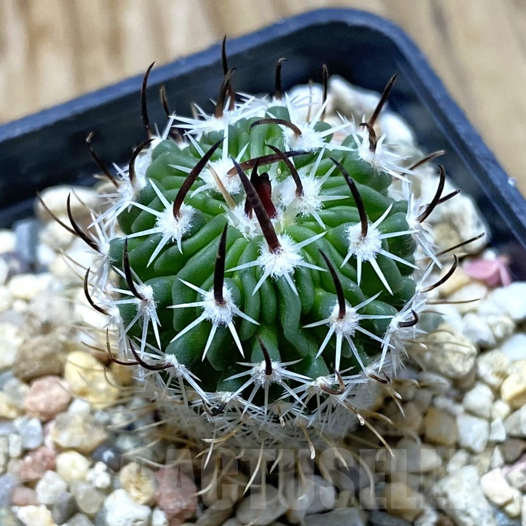 SH13736 Stenocactus phyllacanthus v. violaciflorus SB 438