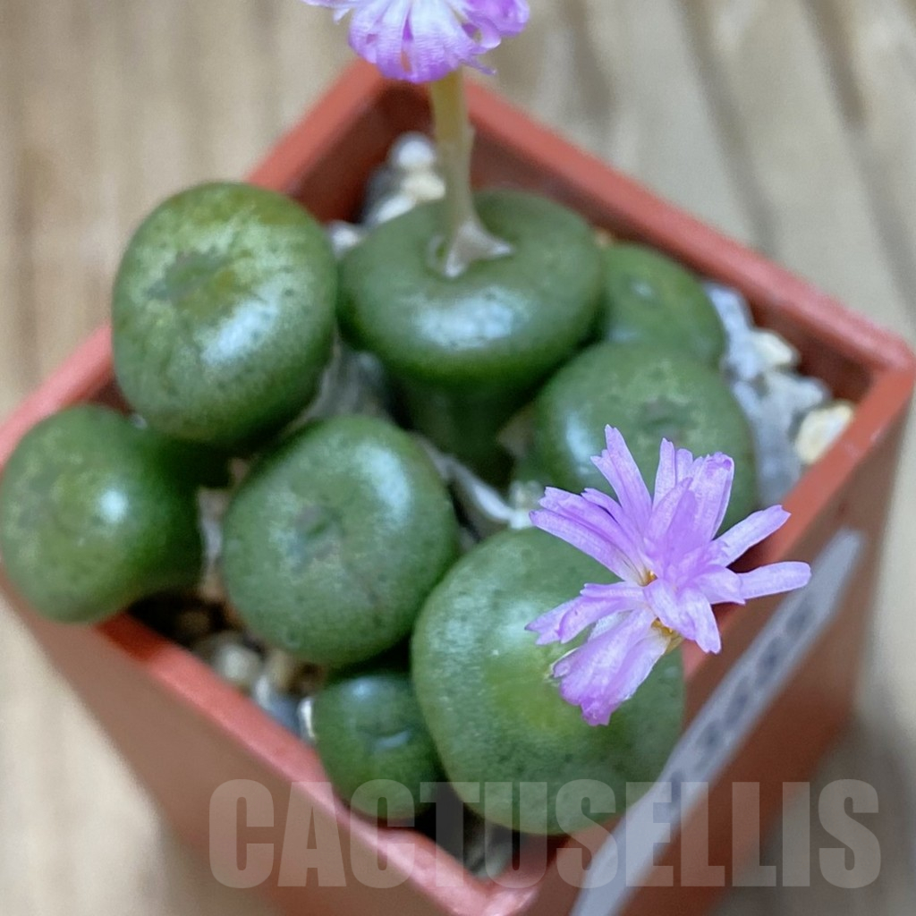 SH13685 Conophytum aff. minutum