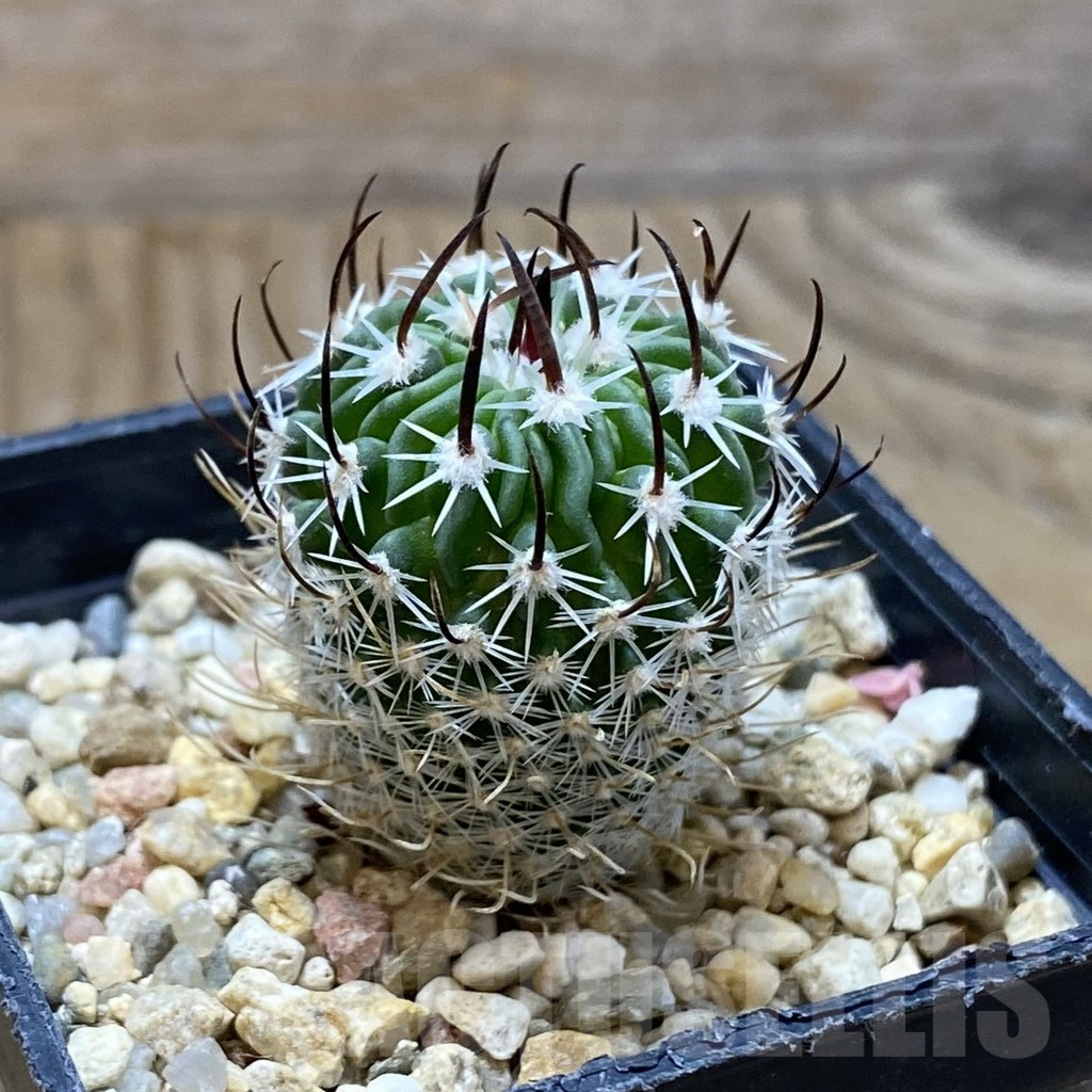 SH13736 Stenocactus phyllacanthus v. violaciflorus SB 438 - Imagen 2