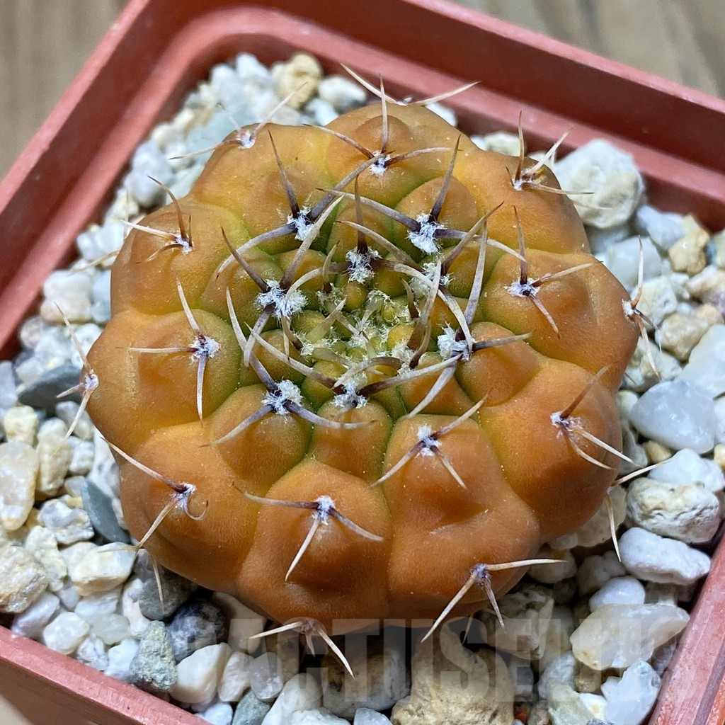 SH13737 Gymnocalycium ochoterenae f. variegata?