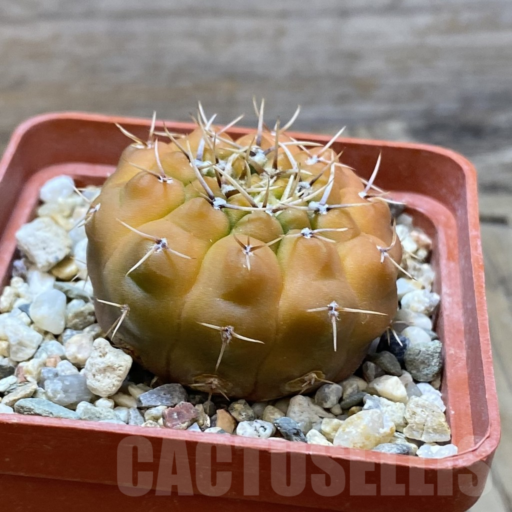SH13737 Gymnocalycium ochoterenae f. variegata? - Imagen 2
