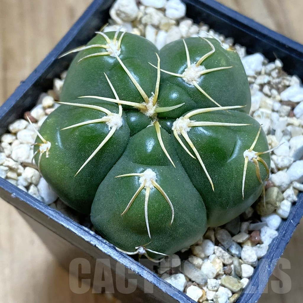 SH13739 Gymnocalycium denudatum GF 18