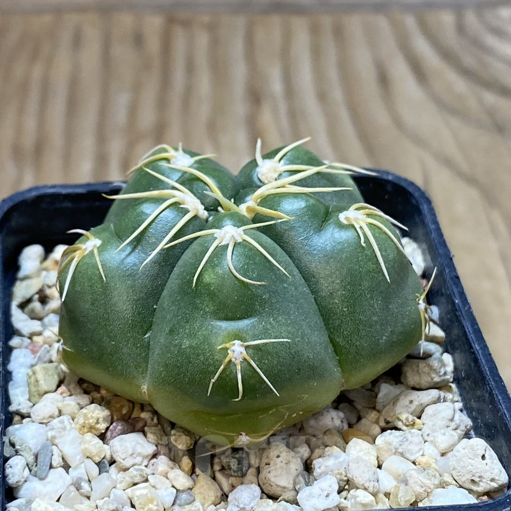SH13739 Gymnocalycium denudatum GF 18 - immagine 2