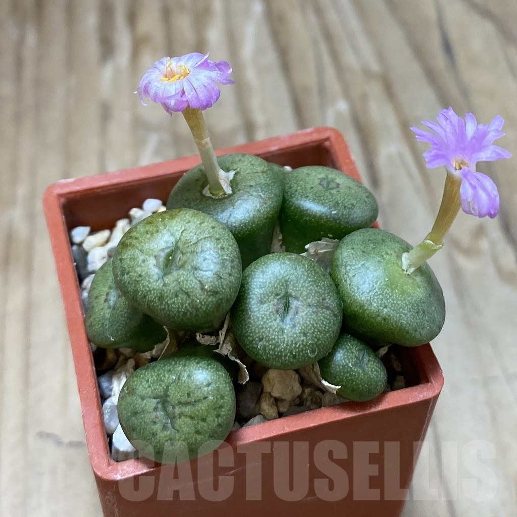 SH13685 Conophytum aff. minutum - Image 2