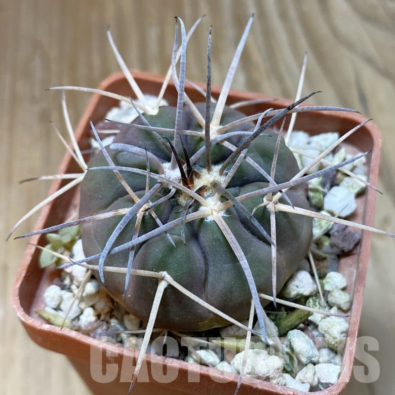 SH13741 Gymnocalycium spegazzinii