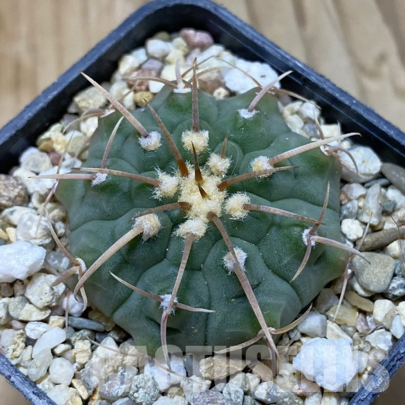 SH13742 Gymnocalycium vatteri -Long spines-
