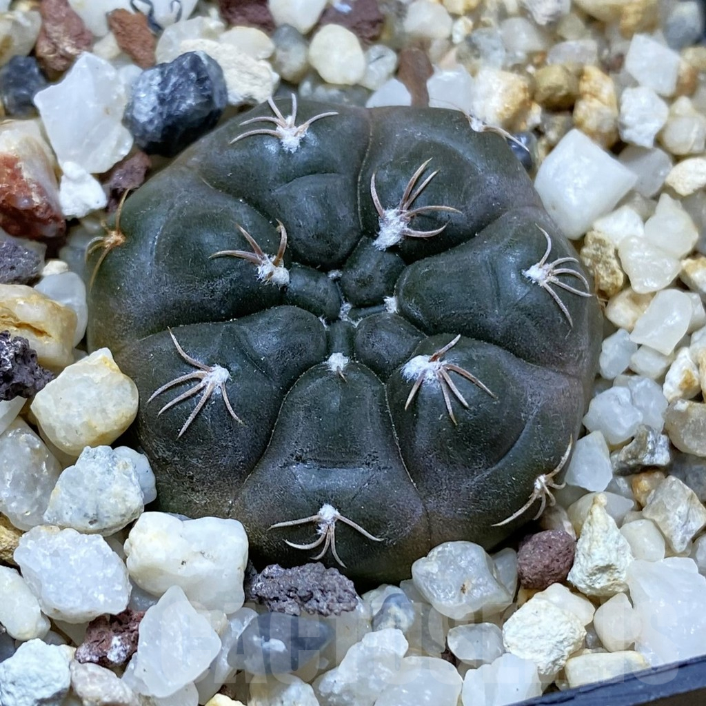 SH13744 Gymnocalycium sp. MM665