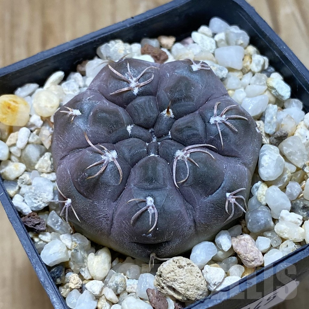 SH13745 Gymnocalycium sp. MM665