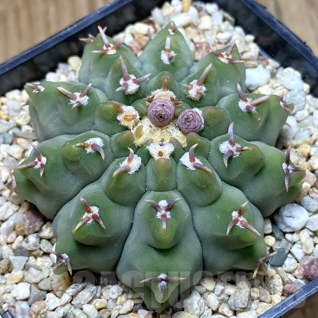 SH13746 Gymnocalycium vatteri v. brevispinus