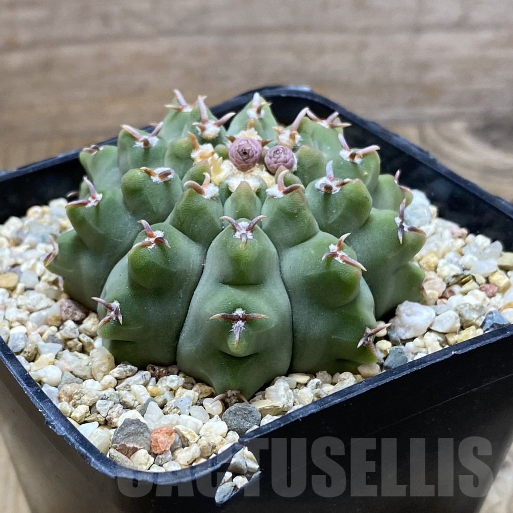 SH13746 Gymnocalycium vatteri v. brevispinus - immagine 2