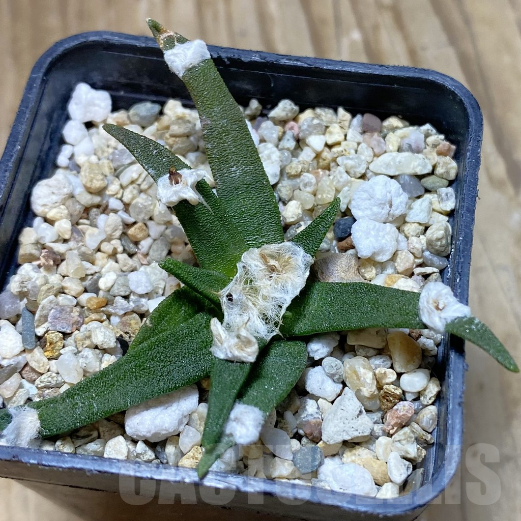 SH13686 Ariocarpus agavoides