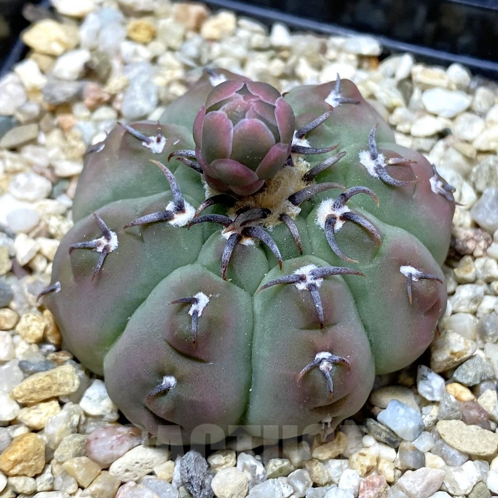SH13748 Gymnocalycium vatteri v. brevispinus