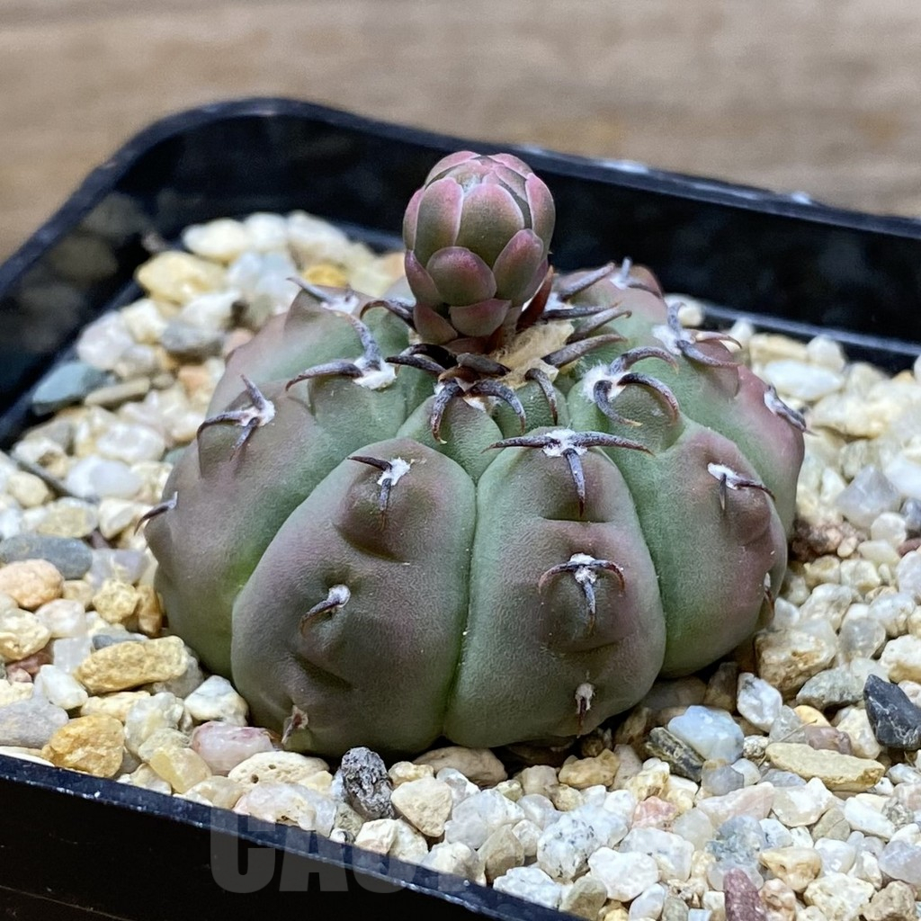 SH13748 Gymnocalycium vatteri v. brevispinus - Image 2