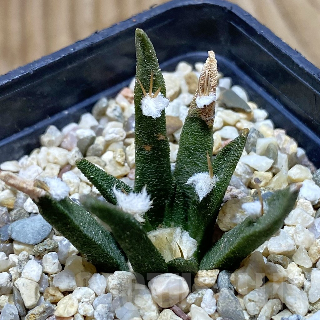 SH13687 Ariocarpus agavoides