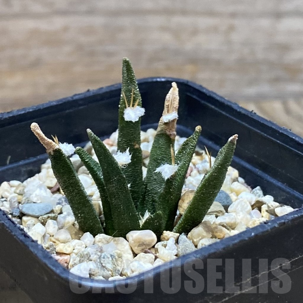 SH13687 Ariocarpus agavoides - Obrázek 2