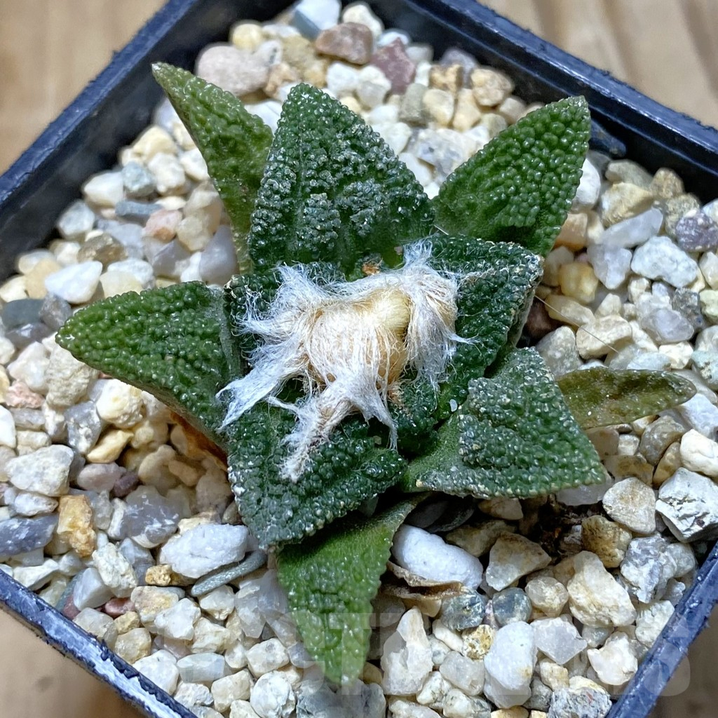 SH13688 Ariocarpus fissuratus v. hintoni