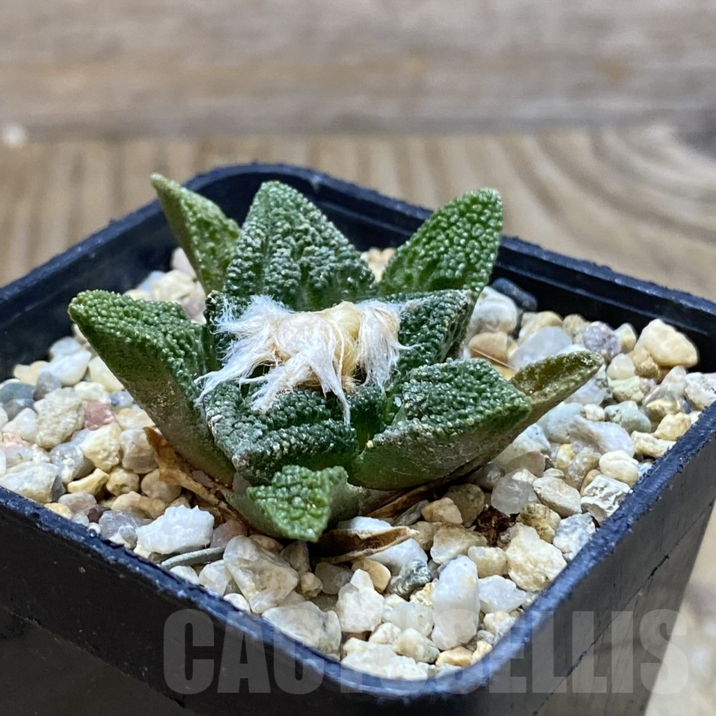 SH13688 Ariocarpus fissuratus v. hintoni - Image 2