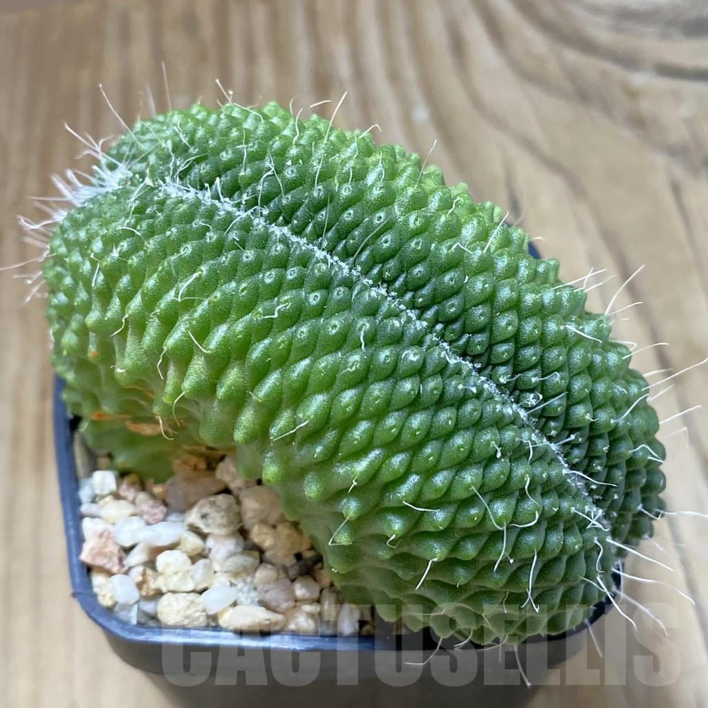 SH13693 Mammillaria spinosissima ‘Uno Pico’ f. cristata