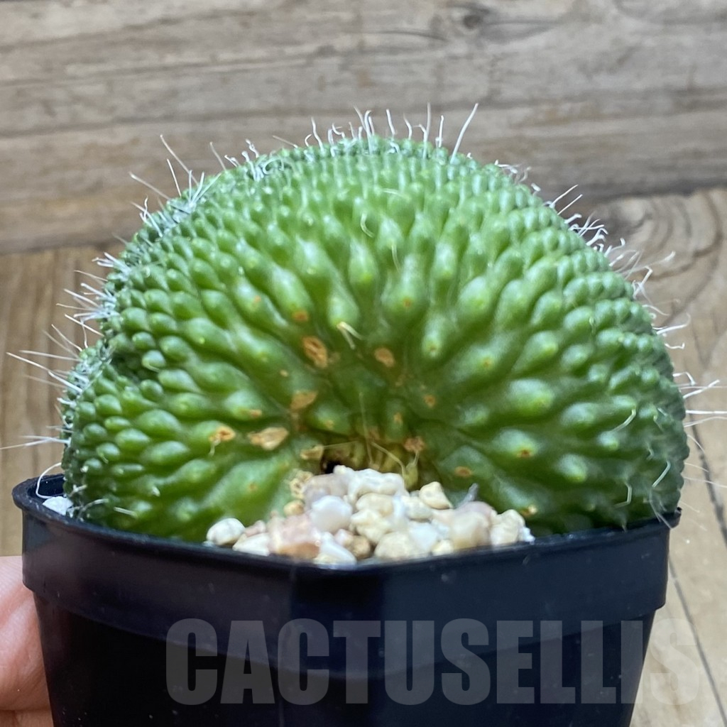 SH13693 Mammillaria spinosissima ‘Uno Pico’ f. cristata - Image 2