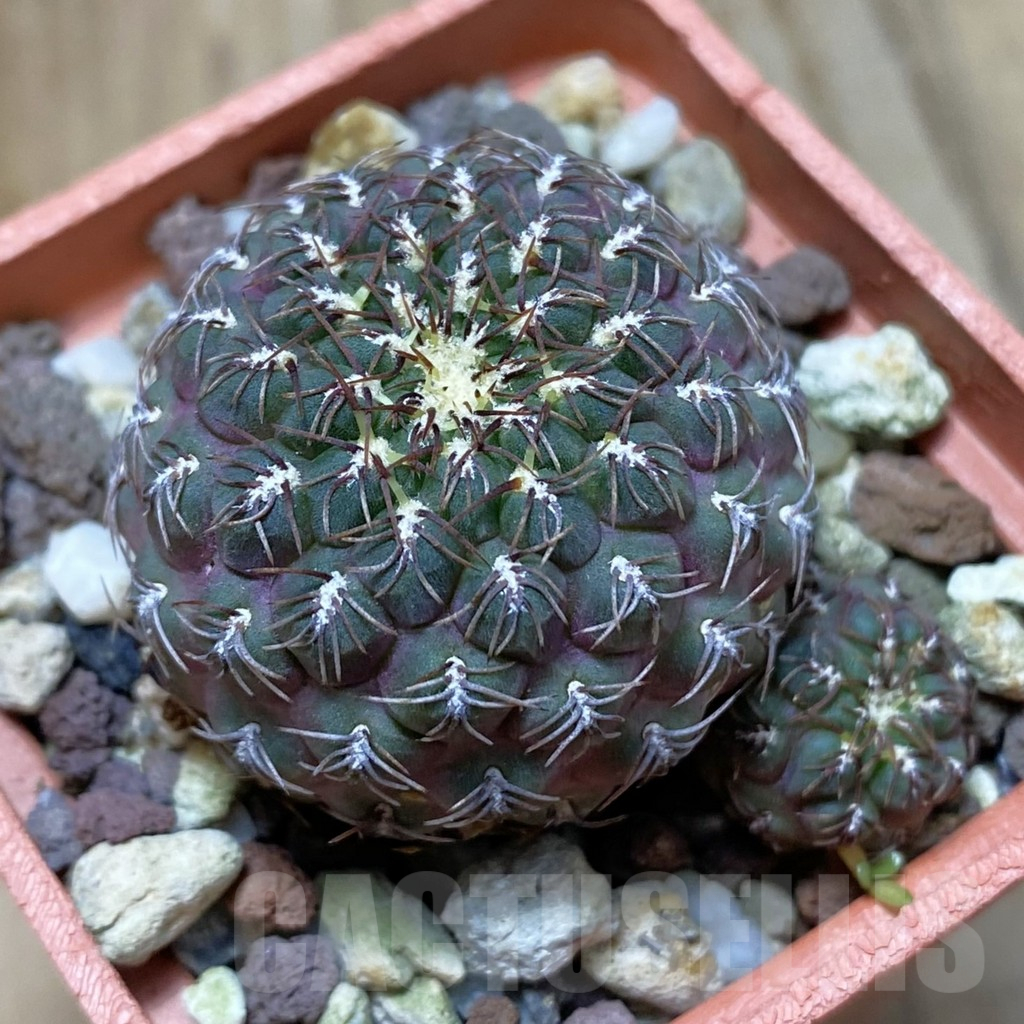 SH13694 Sulcorebutia pulchra HS 78, old 6 years