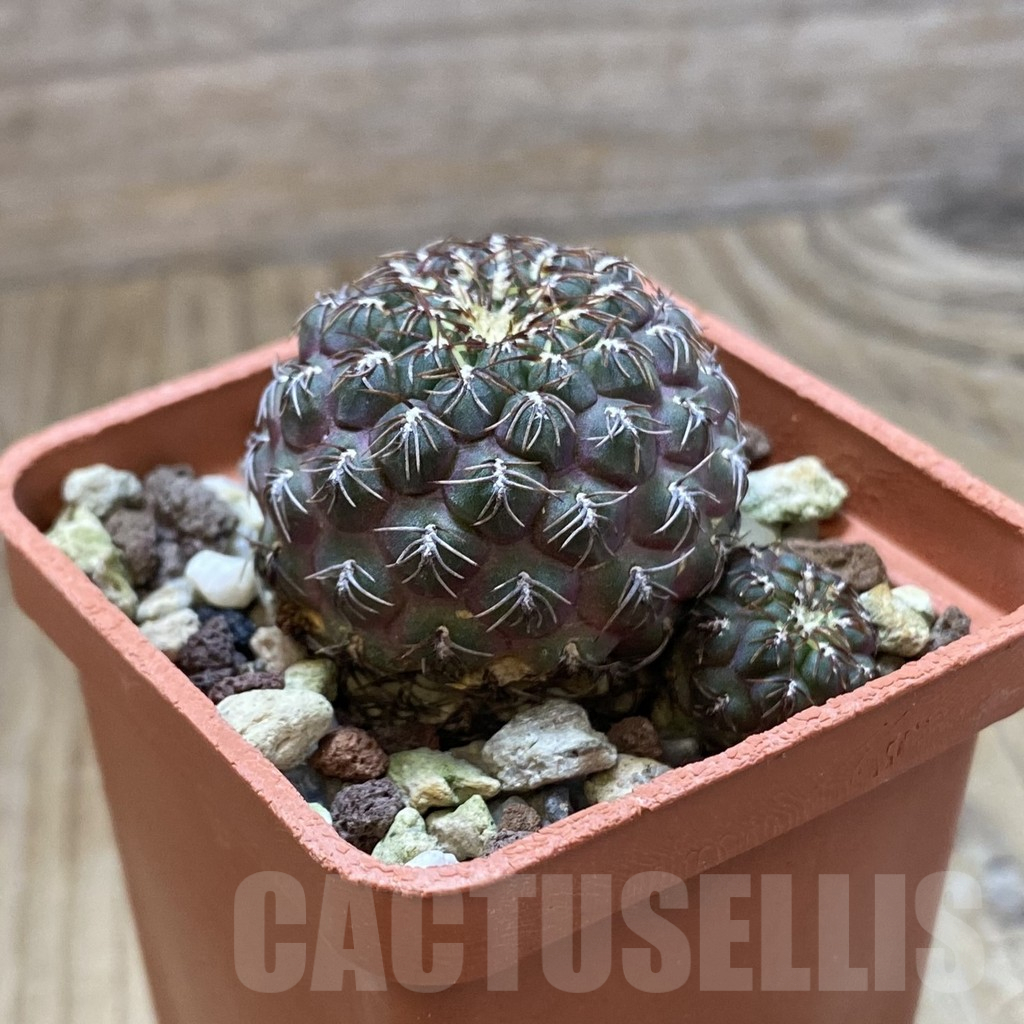 SH13694 Sulcorebutia pulchra HS 78, old 6 years - Image 2