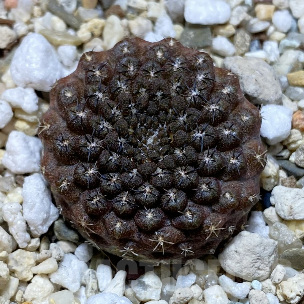 SH13695 Thelocephala esmeraldana AW 244