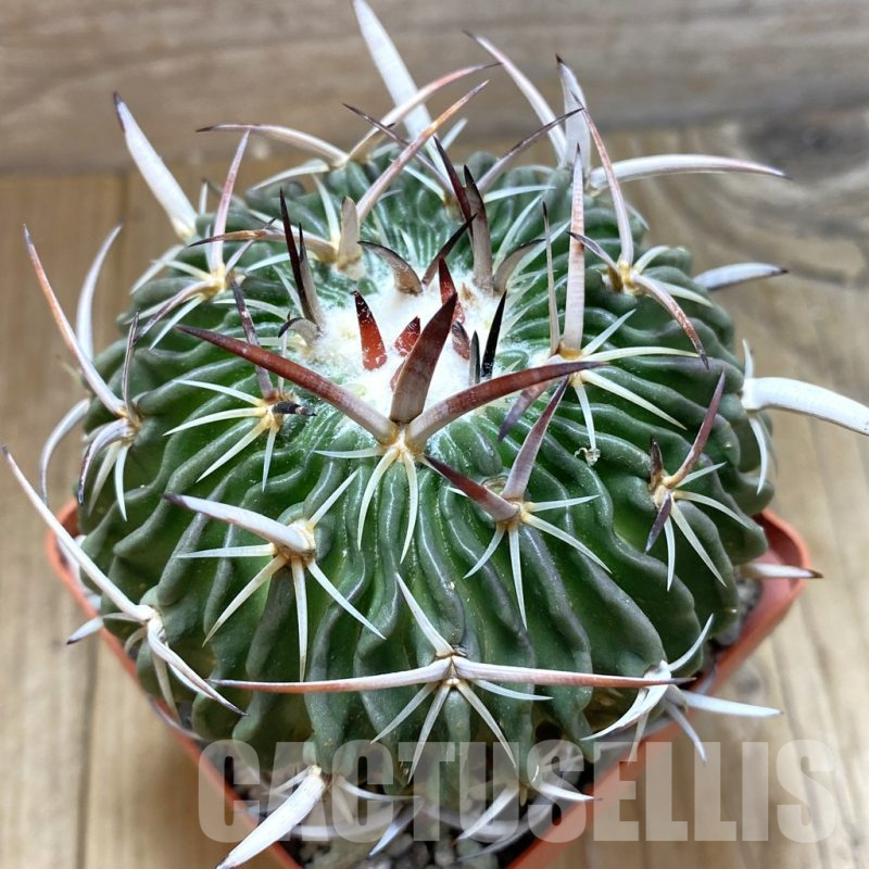 SH13681 Echinofossulocactus crispatus, old 8 years