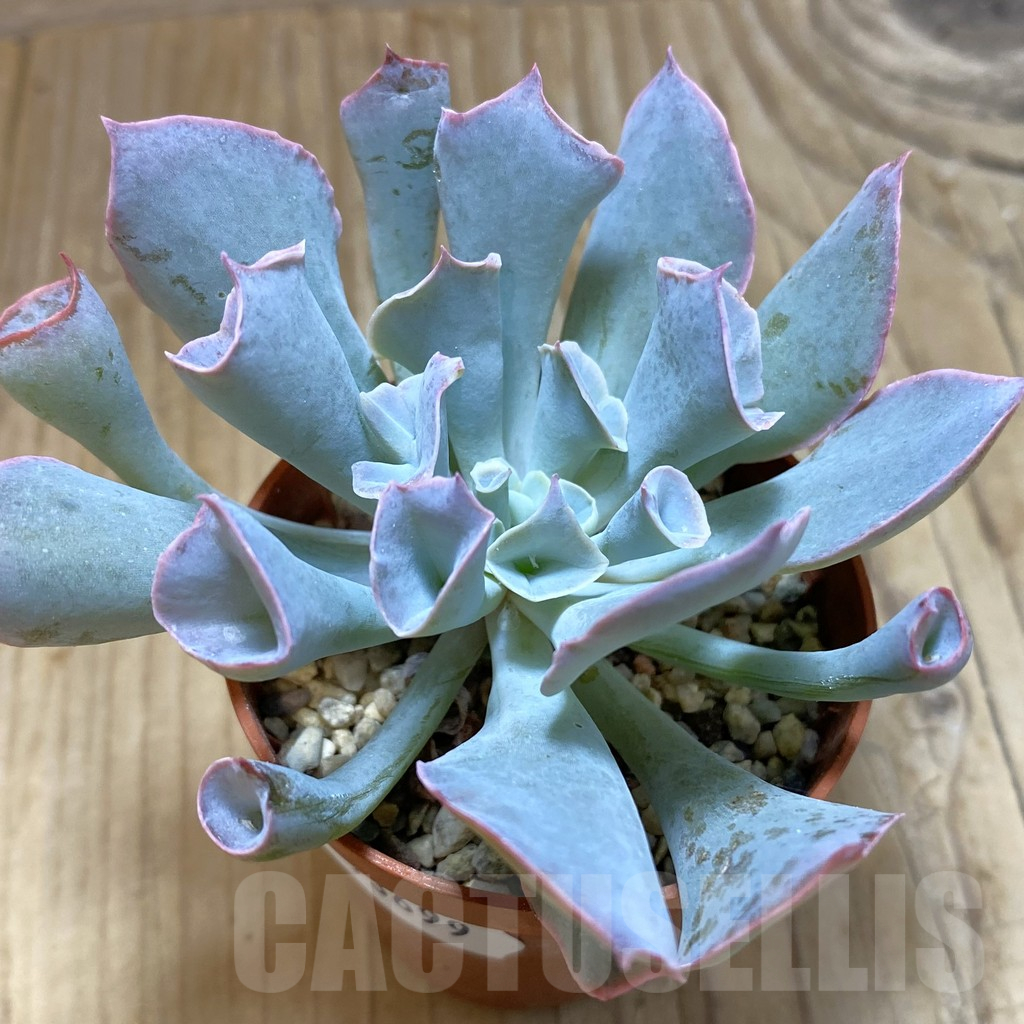 SH13699 Echeveria 'Trumpet'