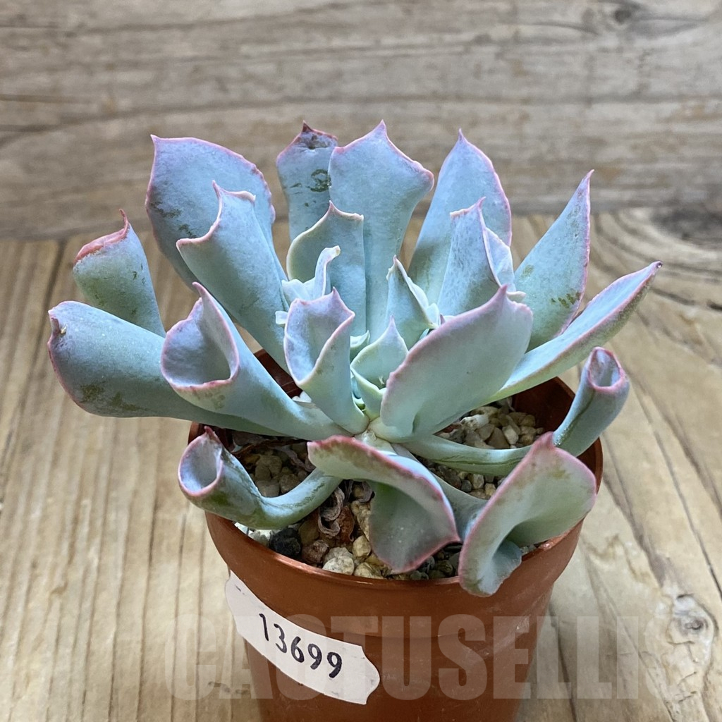 SH13699 Echeveria 'Trumpet' - Imagen 2
