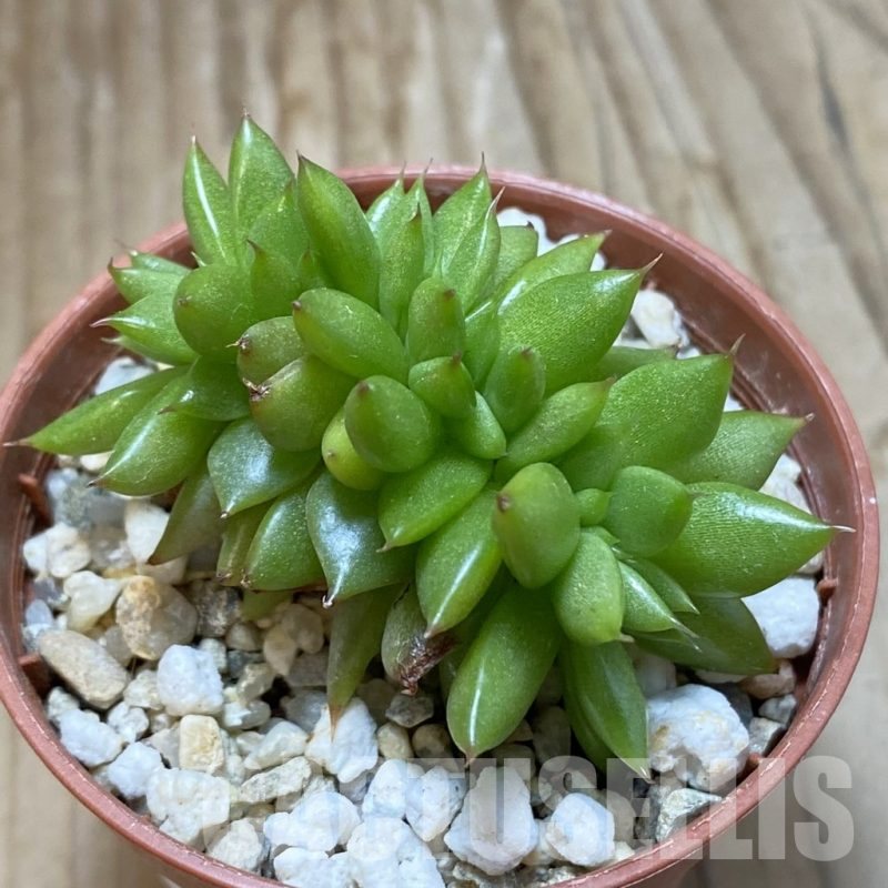 SH13701 Echeveria agavoides f. cristata