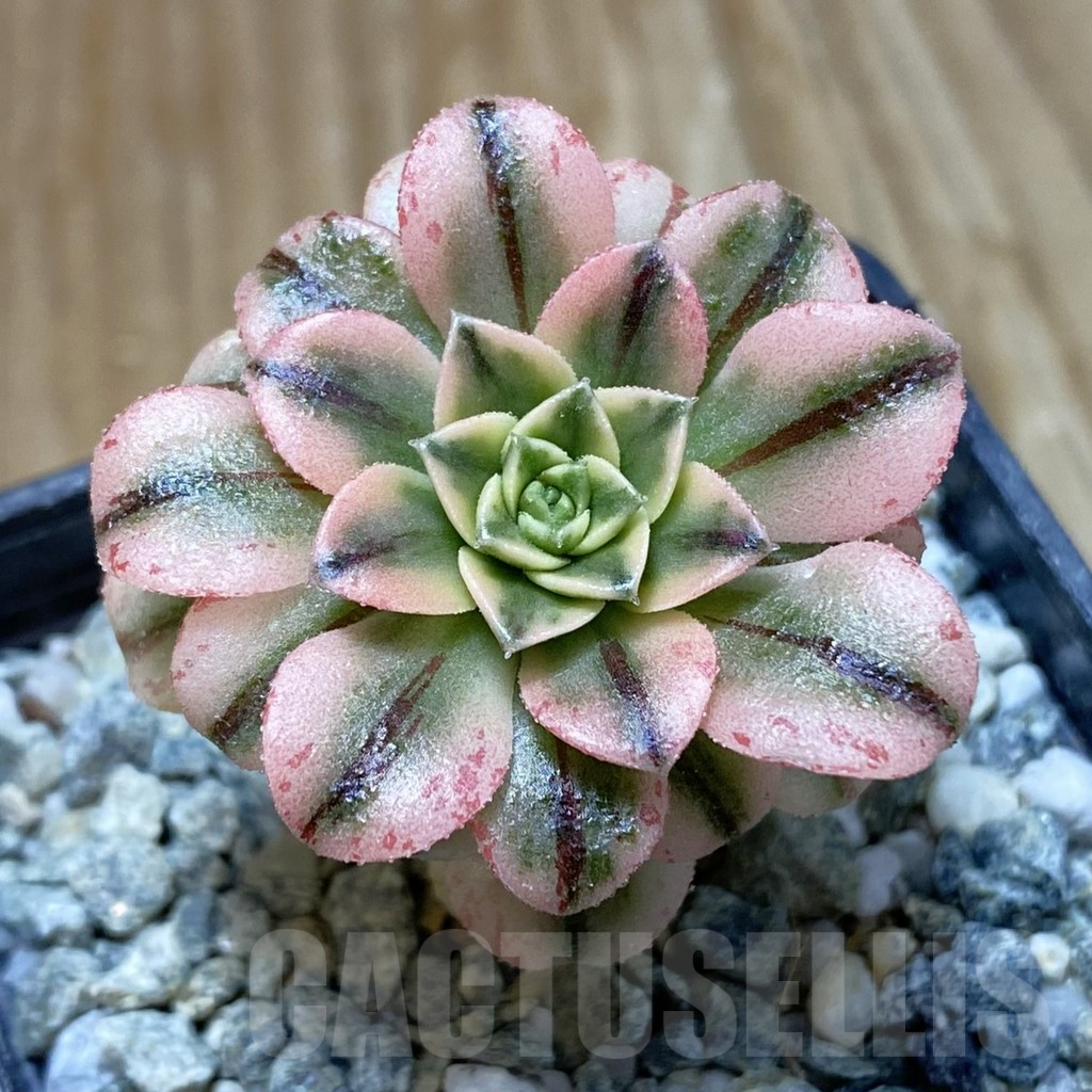 SH13702 Aeonium ‘Sunburst’