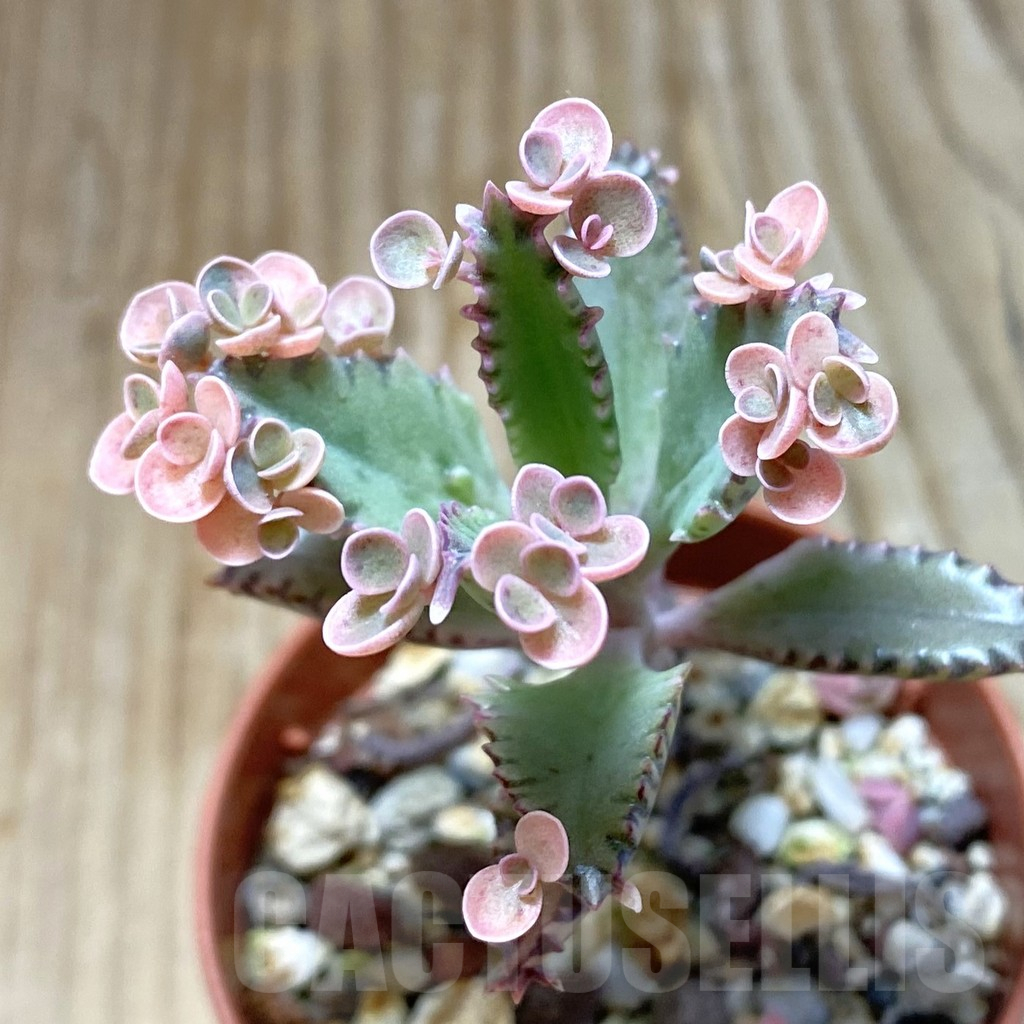 SH13703 Kalanchoe ‘Pink Butterflies’