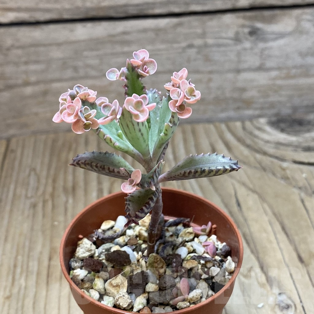 SH13703 Kalanchoe ‘Pink Butterflies’ - immagine 2
