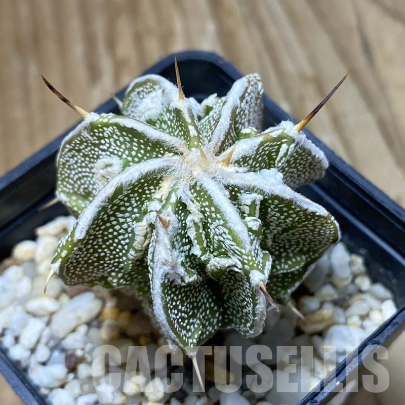 SH13705 Astrophytum ornatum 'Fukuryu'
