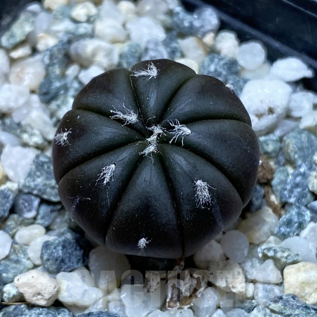 SH13706 Astrophytum asterias ‘Purple Skin’, seedling