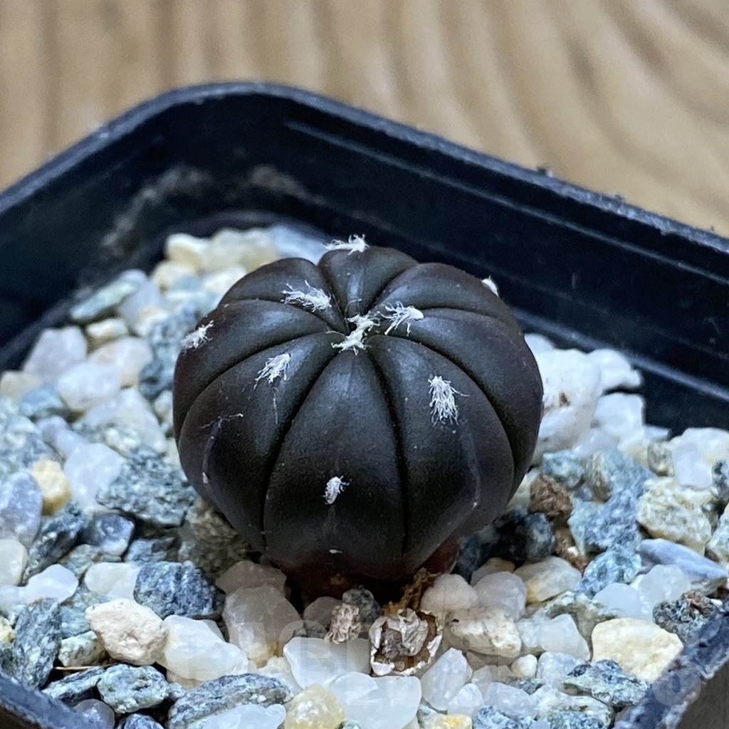 SH13706 Astrophytum asterias ‘Purple Skin’, seedling - immagine 2