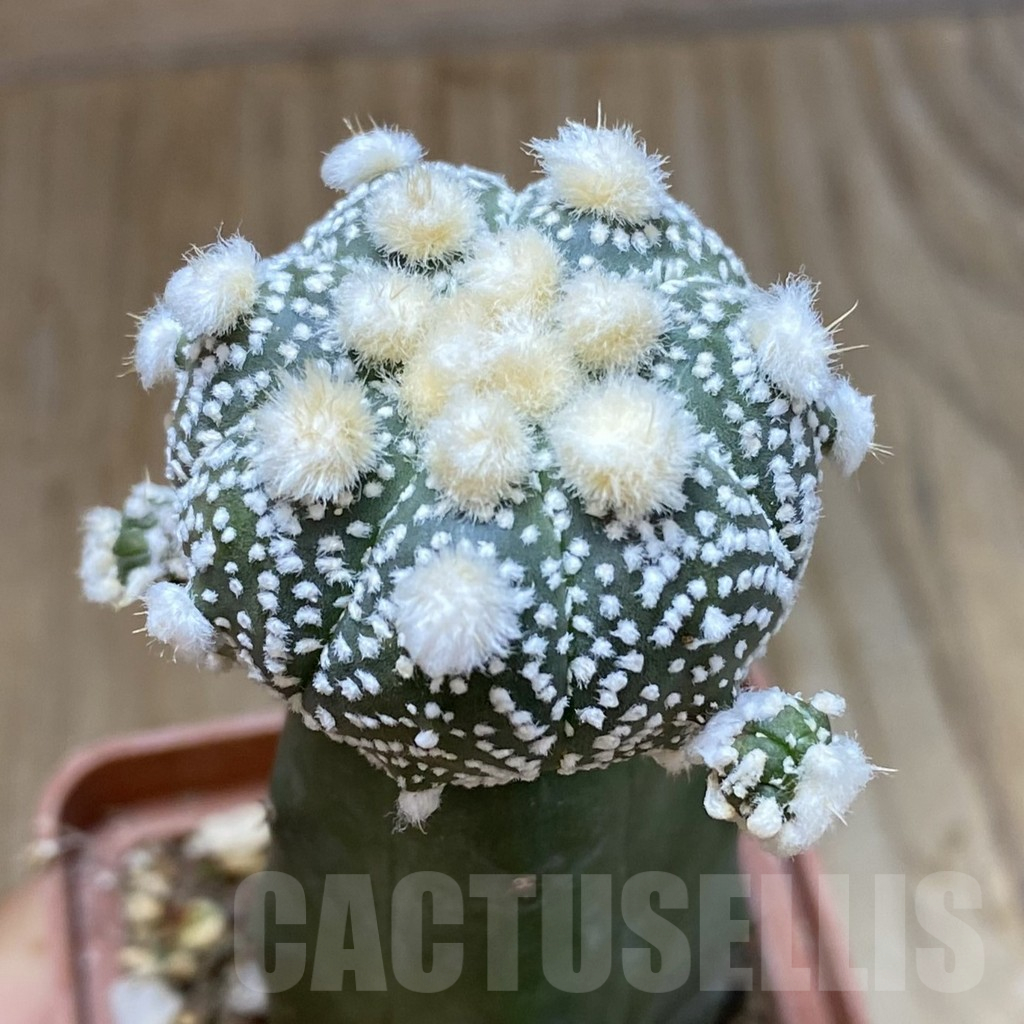 SH13708 Astrophytum asterias 'Ooibo' hybrid, grafted
