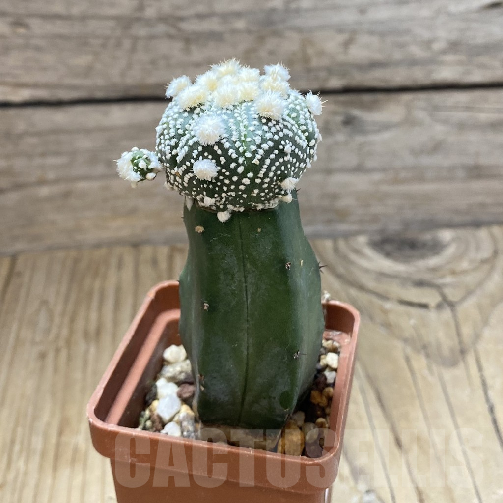 SH13708 Astrophytum asterias 'Ooibo' hybrid, grafted - immagine 2