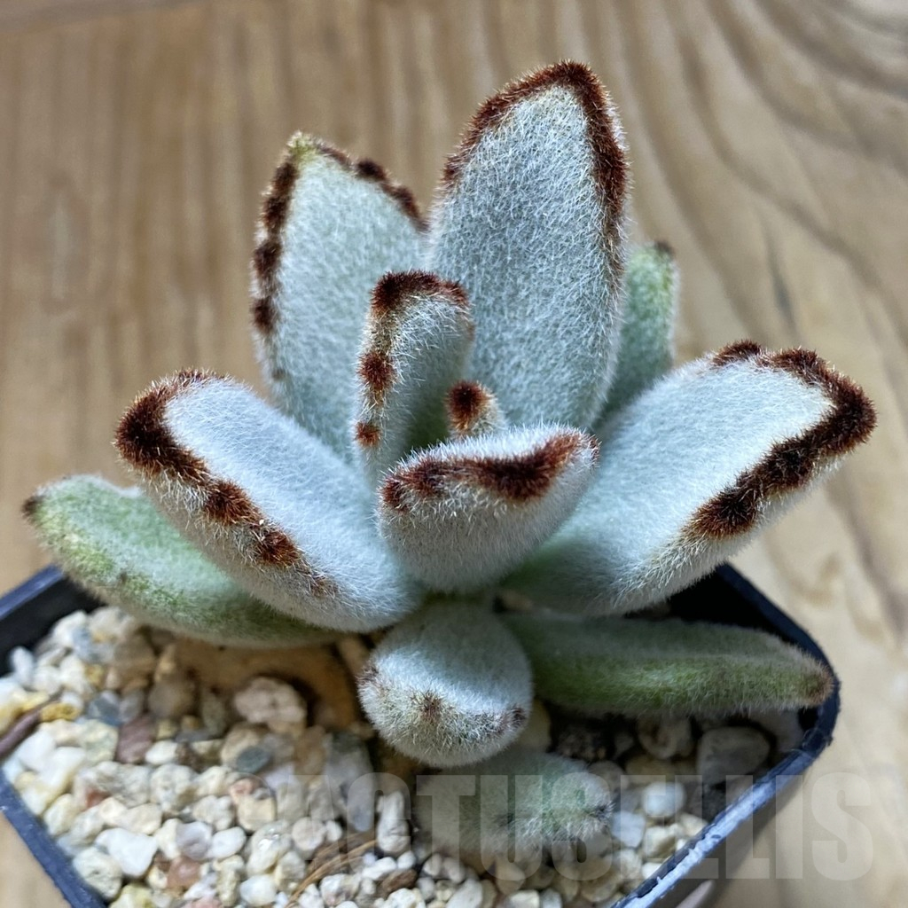 SH13709 Kalanchoe tomentosa