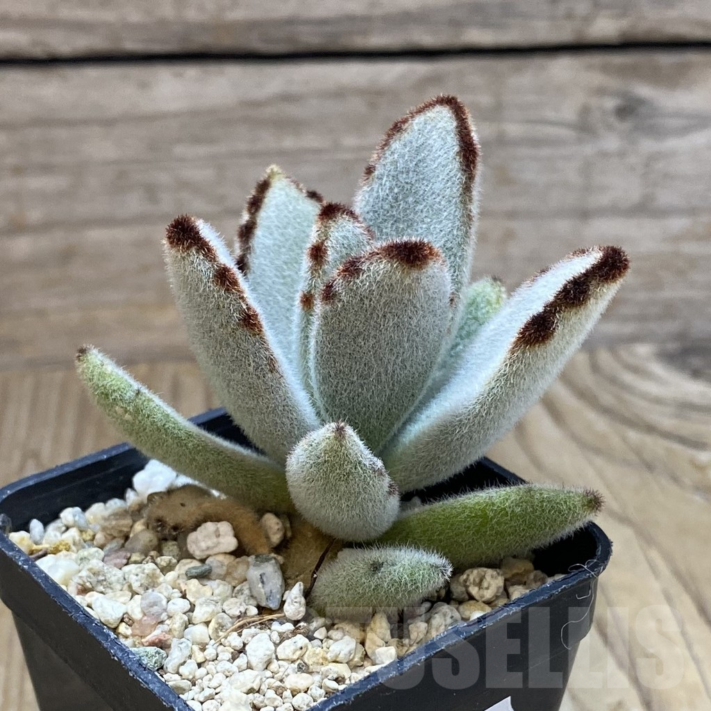 SH13709 Kalanchoe tomentosa - immagine 2