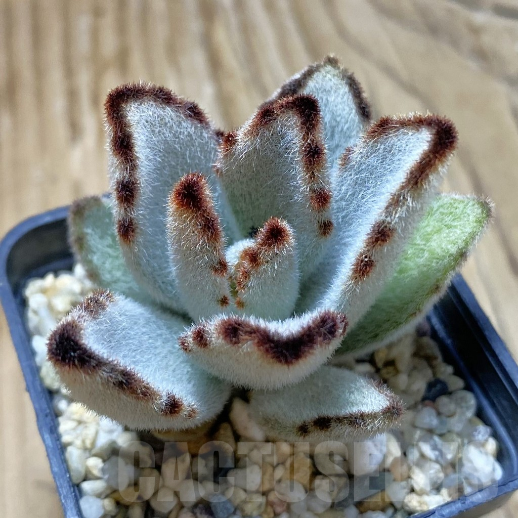 SH13710 Kalanchoe tomentosa