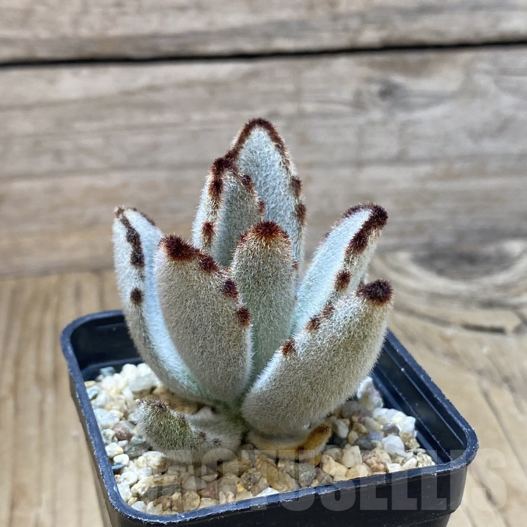 SH13710 Kalanchoe tomentosa - immagine 2
