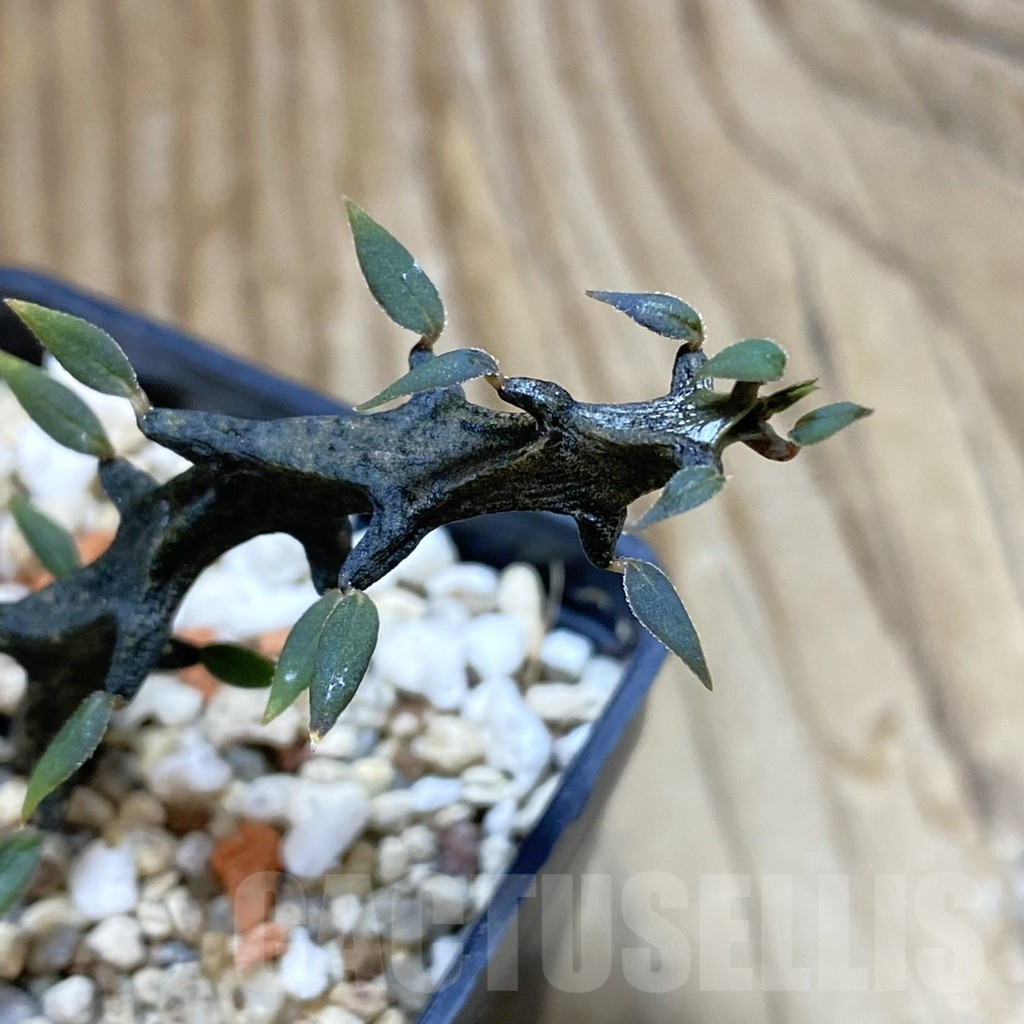 SH13711 Ceropegia bosseri