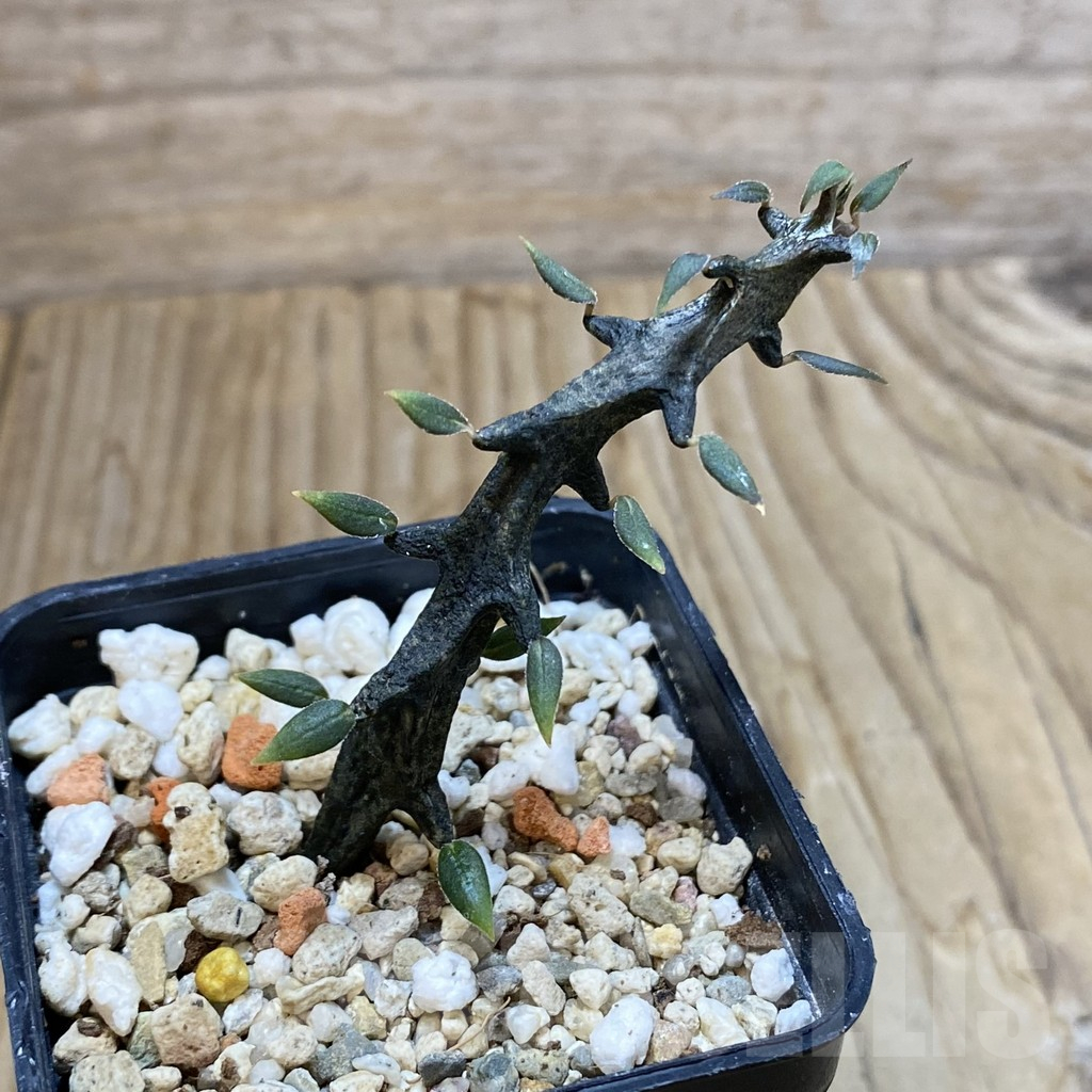 SH13711 Ceropegia bosseri - Obrázek 2