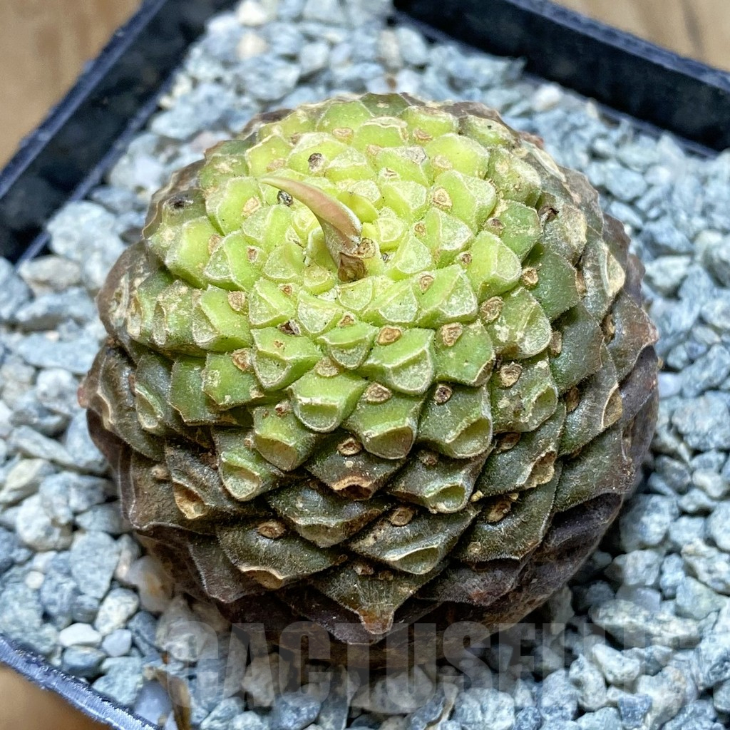 SH13844 Euphorbia bupleurifolia